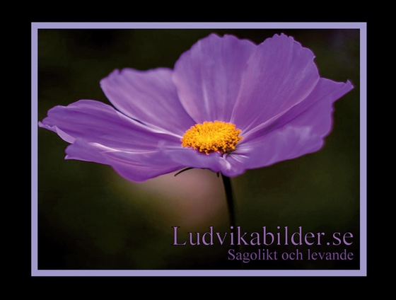 Ludvikabilder.se - Sagolikt och levande