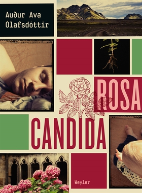 Rosa candida (e-bok) av Audur Ava Olafsdottir