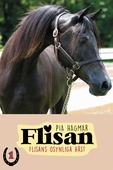 Flisan 1 - Flisans osynliga häst