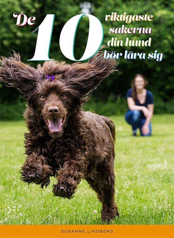 De 10 viktigaste sakerna din hund bör lära sig