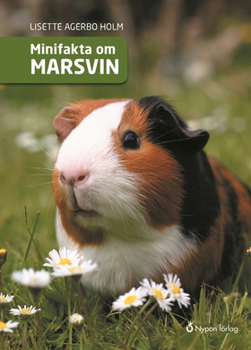 Minifakta om marsvin (e-bok) av Lisette Agerbo 