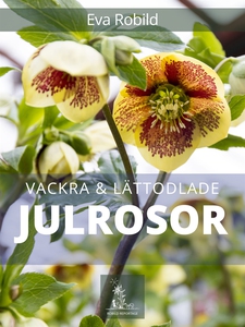 Julrosor - vackra och lättodlade (e-bok) av Eva