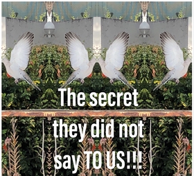 The secret they did not say TO US!!! (e-bok) av