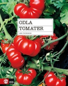 Odla tomater