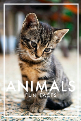 Animals Fun Facts (PDF) (e-bok) av Nicotext Pub