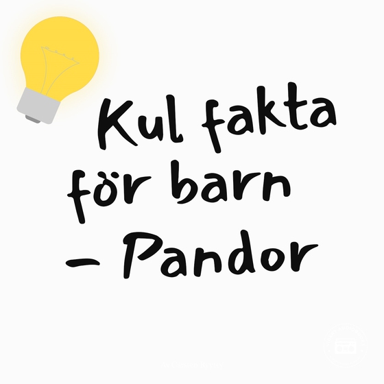 Kul fakta för barn: Pandor