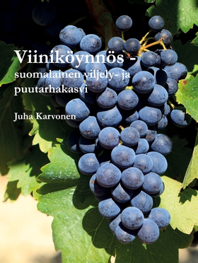 Viiniköynnös - suomalainen viljely- ja puutarha