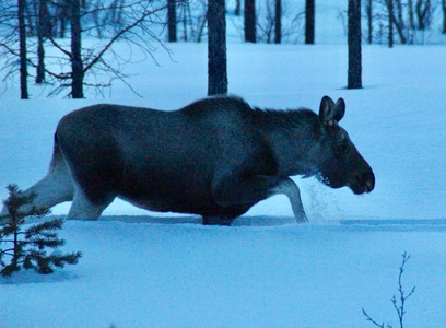 novella om elgoksen Balder (lydbok) av Helge