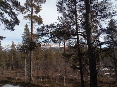 Folket på skrevolla (ebok) av Helge MIdtdal