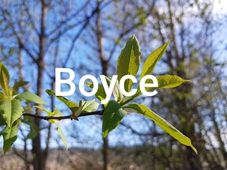 Boyce