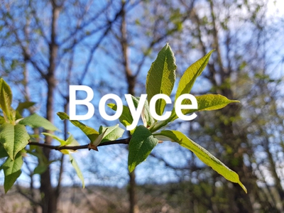 Boyce (ebok) av Linnéa Talsethagen Skiri