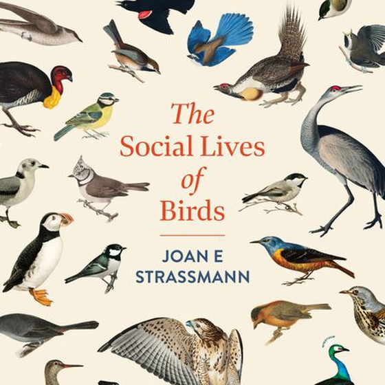 The Social Lives of Birds