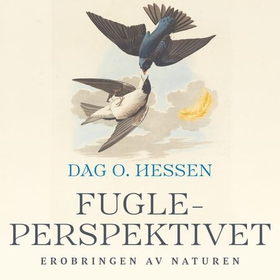 Fugleperspektivet