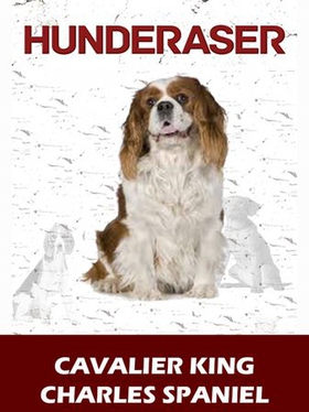 Cavalier king charles spaniel