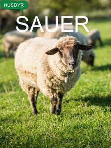 Sauer (ebok) av Tania Cheslaw