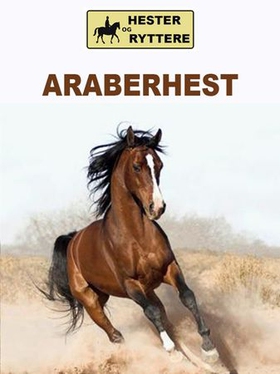 Araberhest (ebok) av Susan Morris