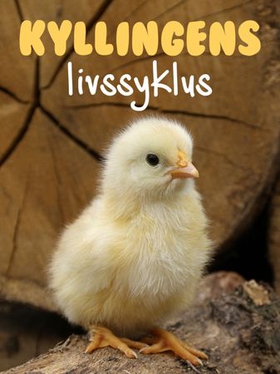 Kyllingens livssyklus (ebok) av Pamela Wilson
