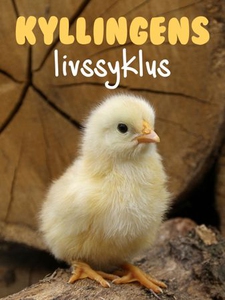 Kyllingens livssyklus (ebok) av Pamela Morris