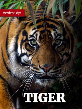 Tiger (ebok) av Ukjent