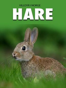 Hare (ebok) av Marte Østmoe