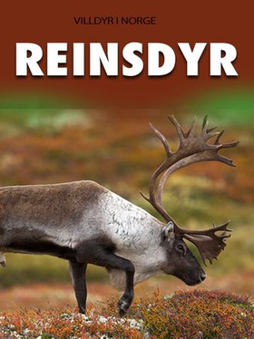 Reinsdyr (ebok) av Camilla Johnsson