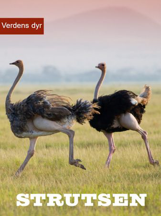 Strutsen