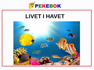 Livet i havet (ebok) av