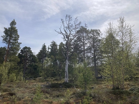 Den mystiske gubben